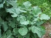 Trophy Rape Food Plot Seed