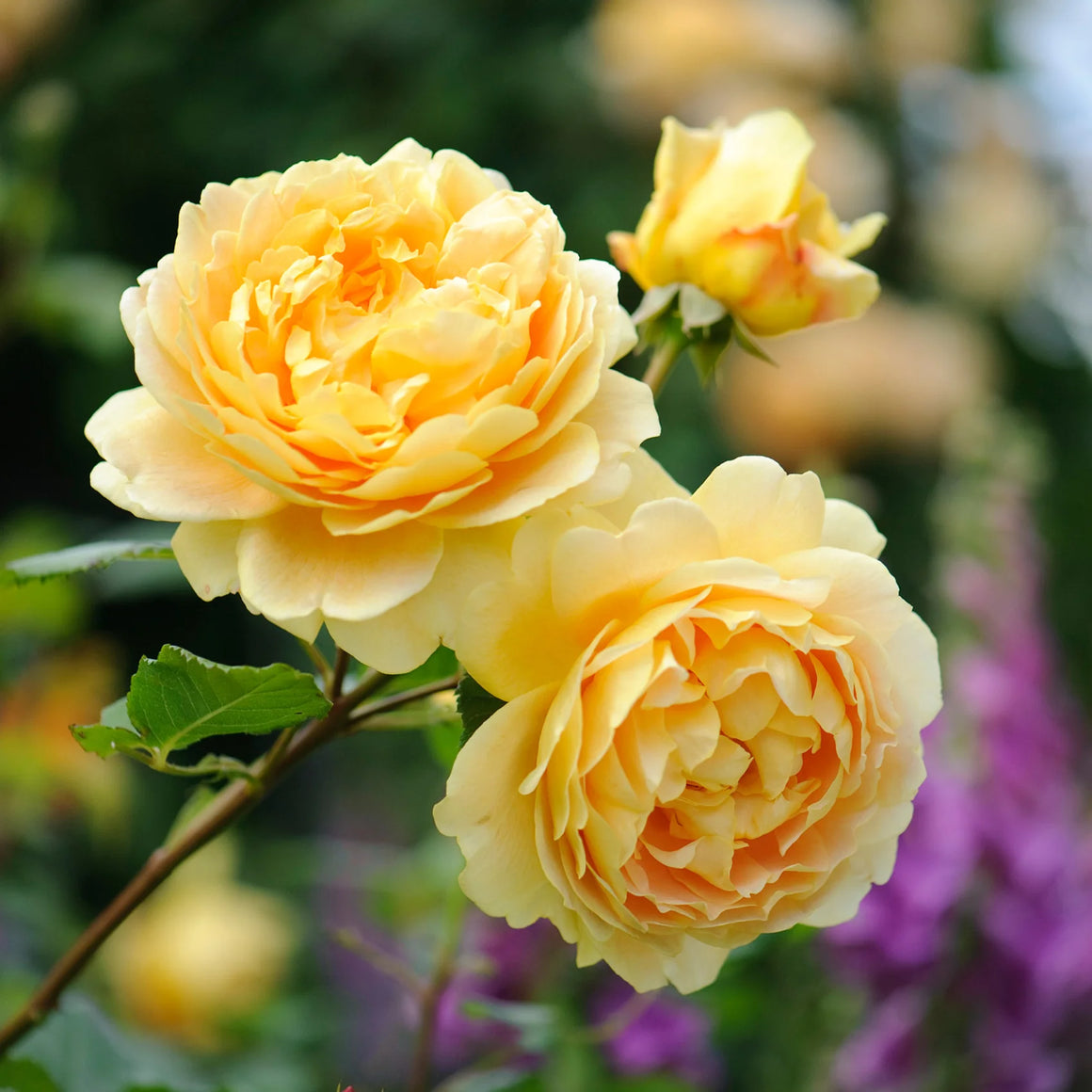 David Austin Rose - 3 Gallon - Seed World
