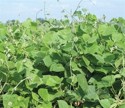 LabLab Food Plot Seed