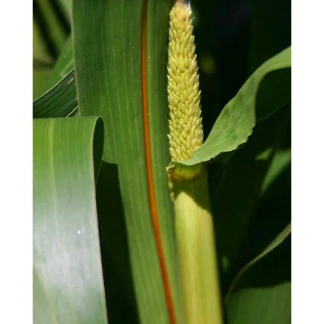 Exceed BMR Hybrid Pearl Millet Seed - Seed World