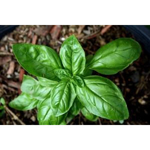 Sweet Basil Herb Seed