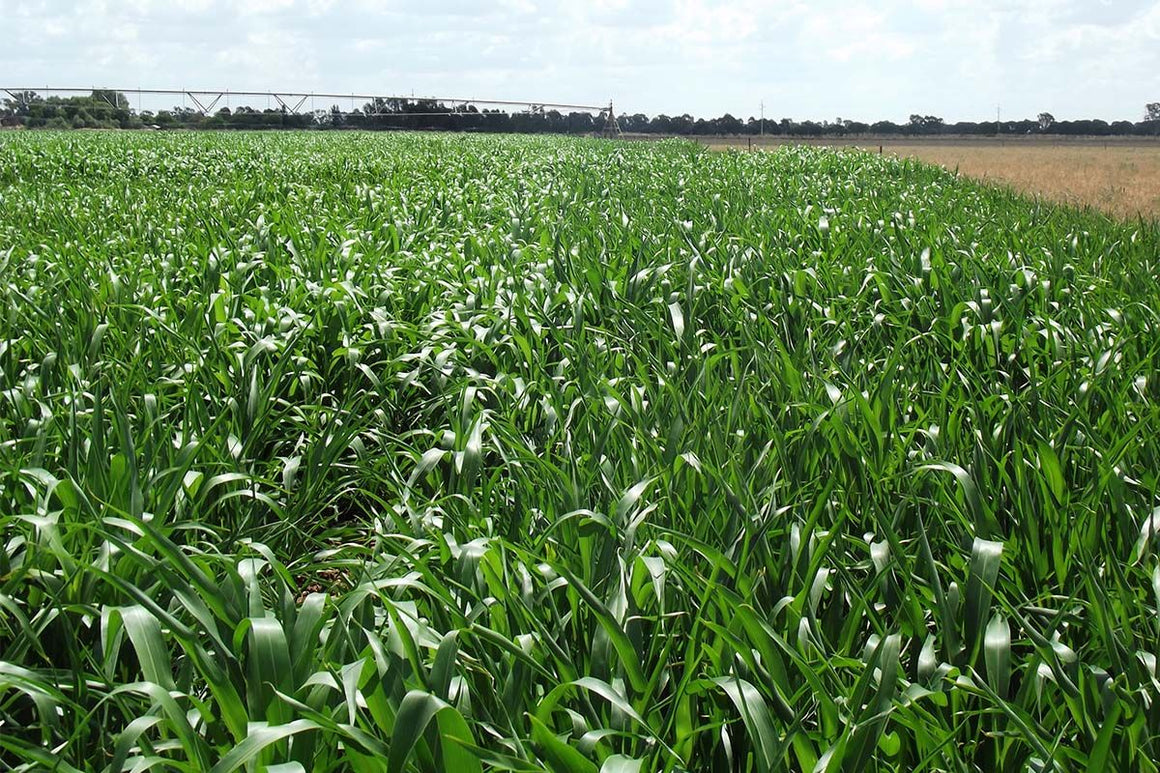 Endurance BMR Sorghum Sudangrass Seeds (Aphid Tolerant)