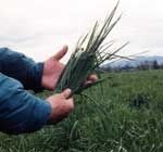 Bronson Tall Fescue Forage Type Grass Seed (Endophyte Free)