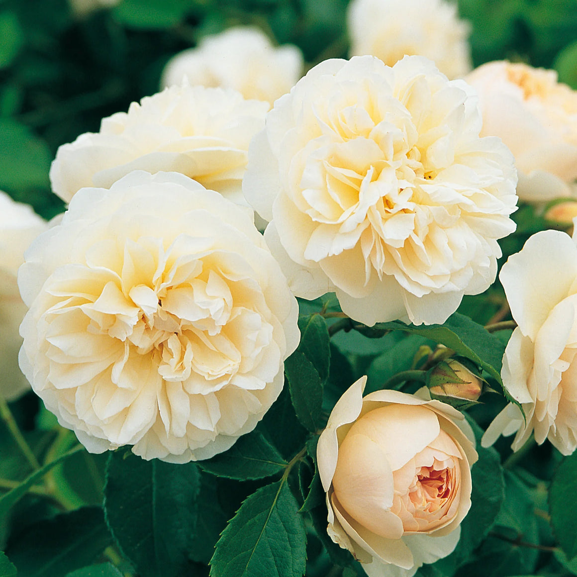 David Austin Rose - 3 Gallon - Seed World