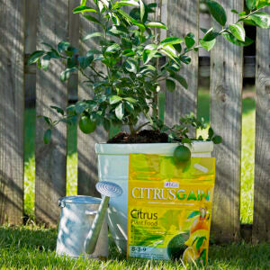 BGI Citrusgain Citrus 8-3-9 - Citrus Plant Food Fertilizer - Seed World