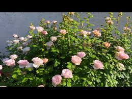 Bloomables Rose Plant " Princess Charlene de Monaco"- 2 Gallon - Seed World