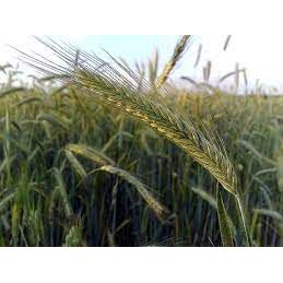 FL 104 Winter Rye Grain Seed - 50 Lbs. - Seed World