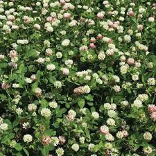 Bolta Balansa Clover Seed - 50 lb. - Seed World