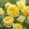 David Austin Rose - 2 Gallon - Seed World