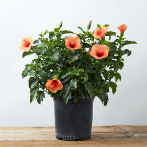 Hibiscus Plant - 1 Gallon - Seed World