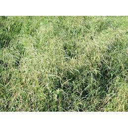 Mojo Crabgrass Seed