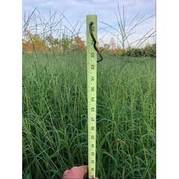Mojo Crabgrass Seed