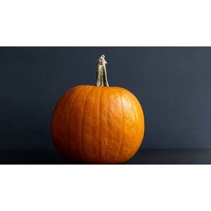 Pumpkin Connecticut Field Seed - 1 Packet - Seed World