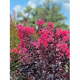 First Editions Midnight Magic Crape Myrtle Plant  - 2 Gallon - Seed World