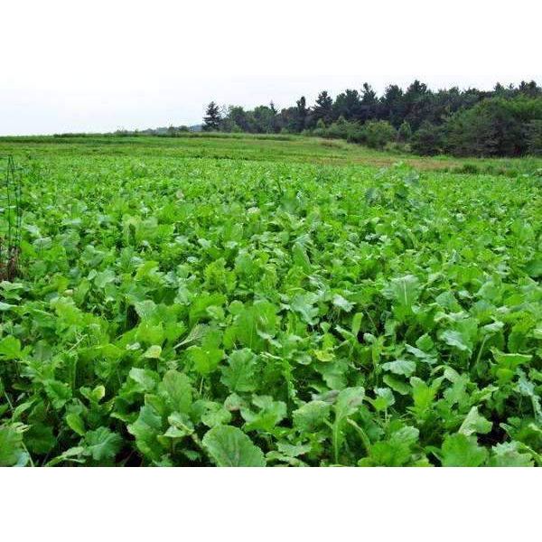 Pasja Turnip Seed - Seed World