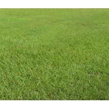Pensacola Bahia " Lawn" Grass Seed (Raw) - Seed World