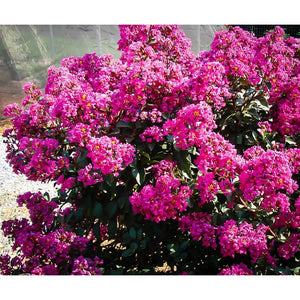 planting crape myrtle seeds First Editions Magic Crape Myrtle Plant