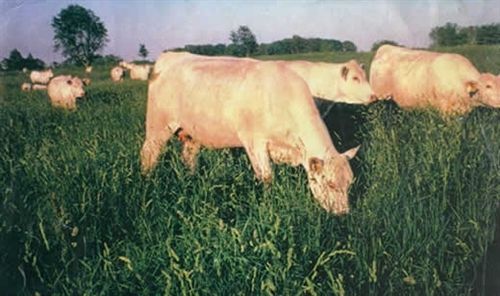 Potomac Orchard Grass Seed