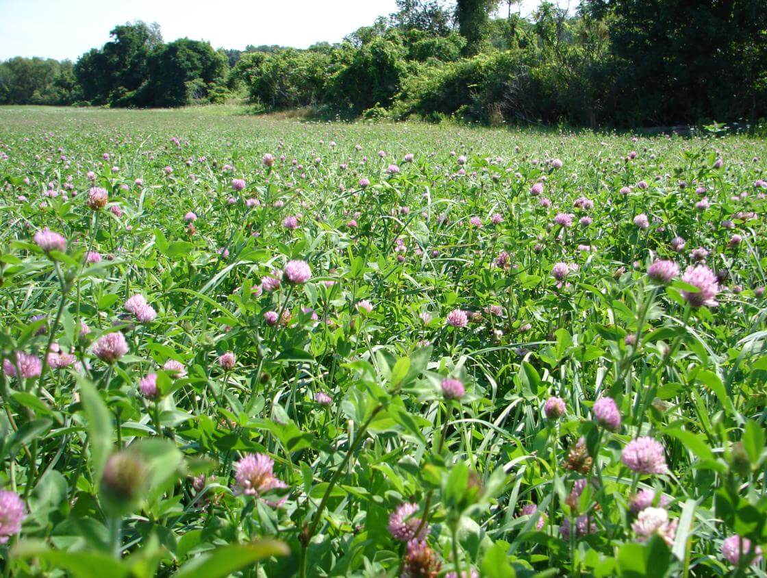 Barduro Red Clover Seeds - Seed World
