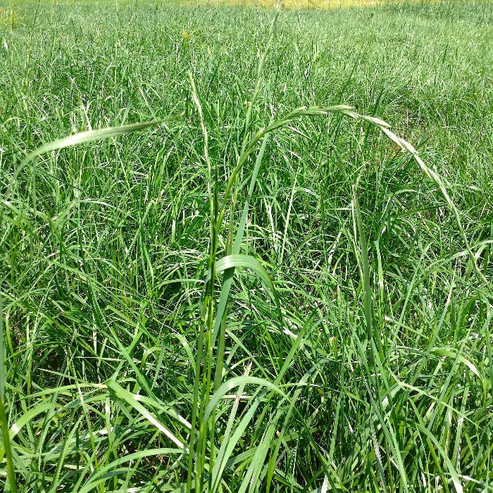 Tri Star Turf Type 3 Way Perennial Ryegrass Blend Seeds