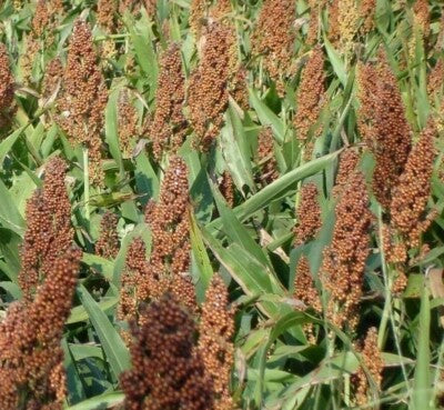 Rox Orange Cane Sorghum Seeds
