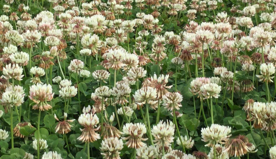 Seminole Coated Ladino Clover Coated Seed