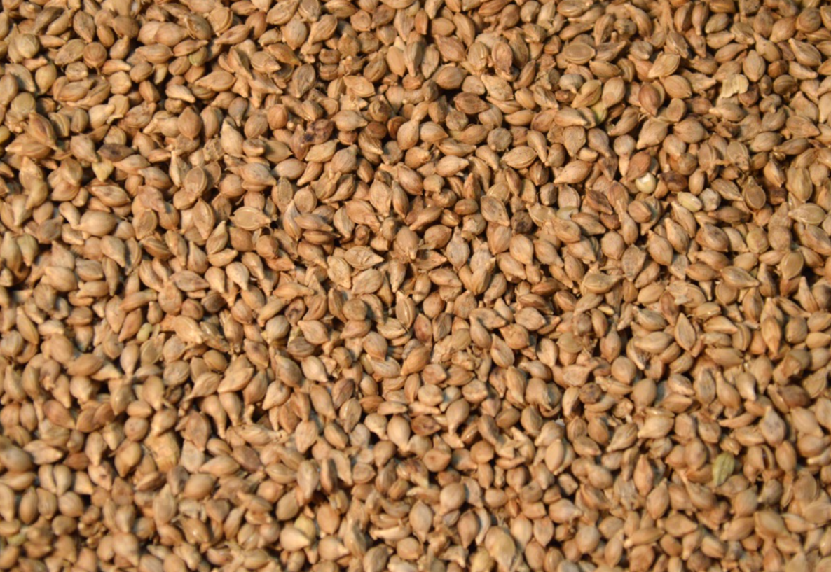 Brown Top Millet FEED GRADE Seeds