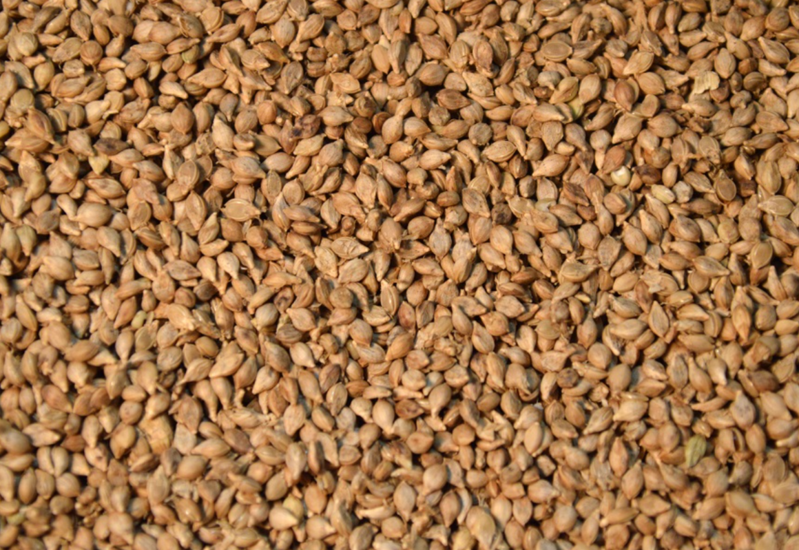 Brown Top Millet FEED GRADE Seeds