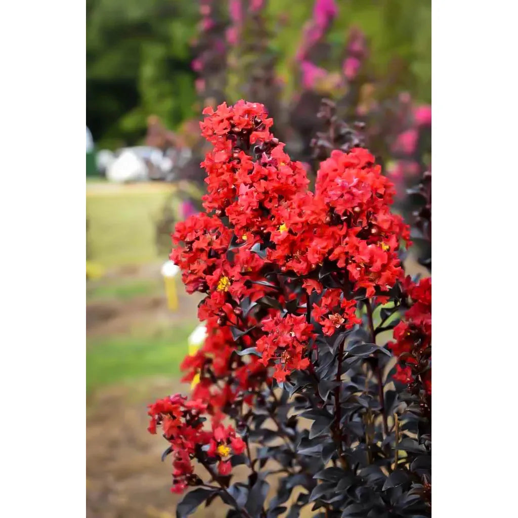 magic seed plant First Editions Magic Crape Myrtle Plant– Seed World