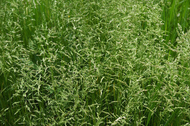 Teton II Endophyte Free Tall Fescue Seeds