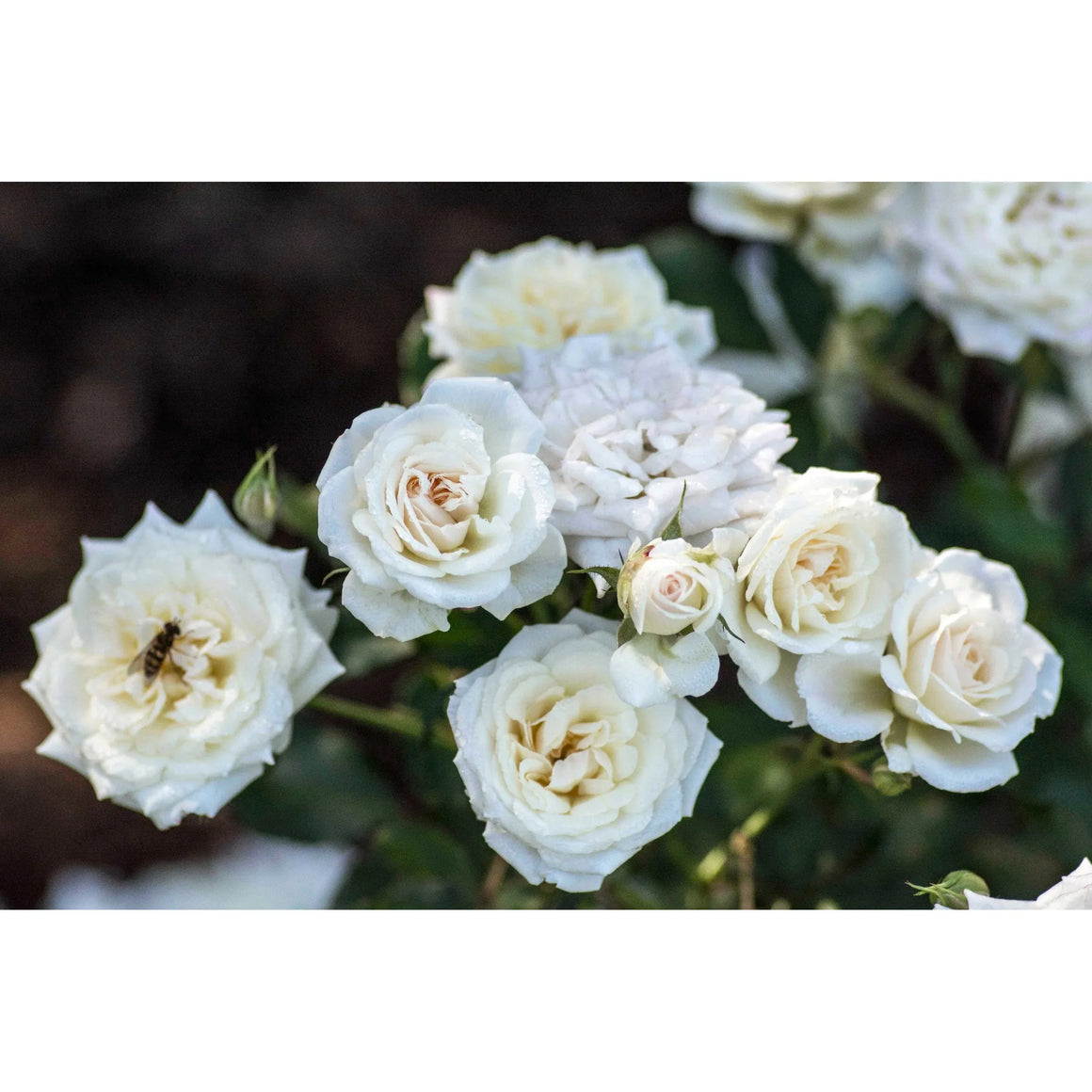 Drift Rose White Plant - 2 Gallon - Seed World