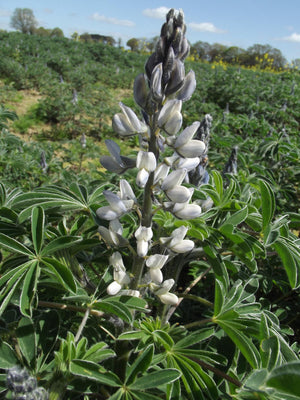 White Lupine Seed