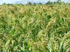 Epic BMR Hybrid Pearl Millet Seed - Seed World