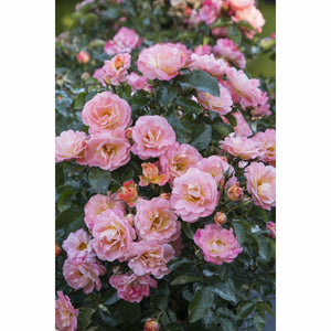 Peach Drift Rose Plant - 2 Gallon - Seed World