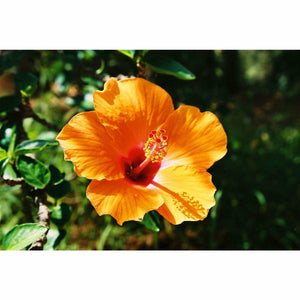 Hibiscus Plant - 2 Gallon - Seed World