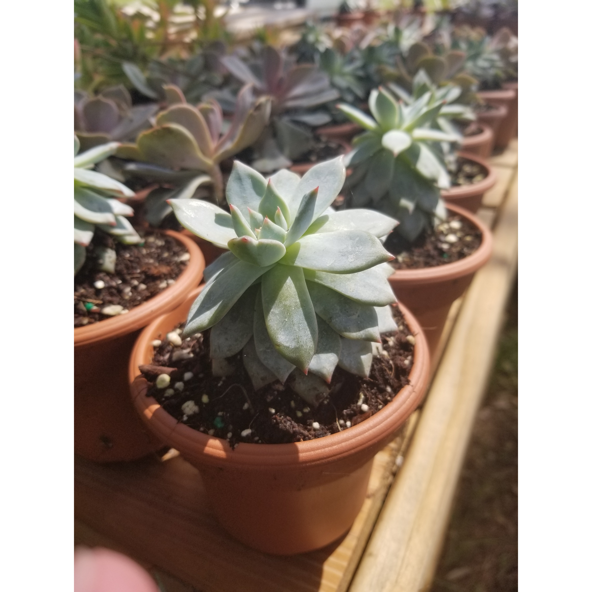 Assorted Succulent Plants - 4.5" - Seed World