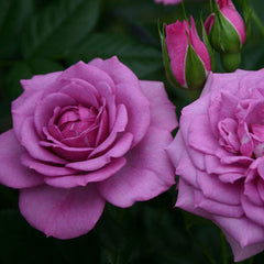 ☆高月☆250×200 大きめ ROSE GROUND WORK ラグ Pink Splash Carpet