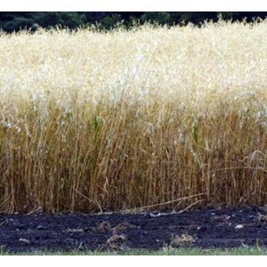 Coker 227 Oats Seed - 1 Lb. - Seed World