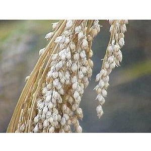 White Proso Millet Seed - 1 Lb. - Seed World