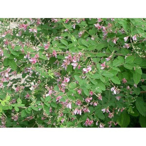 Bicolor Lespedeza Seed - 1 Lb. - Seed World