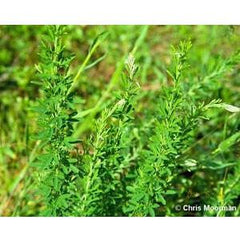 herbicide for sericea lespedeza Sericea Lespedeza Seed - Hulled - 5 Lbs
