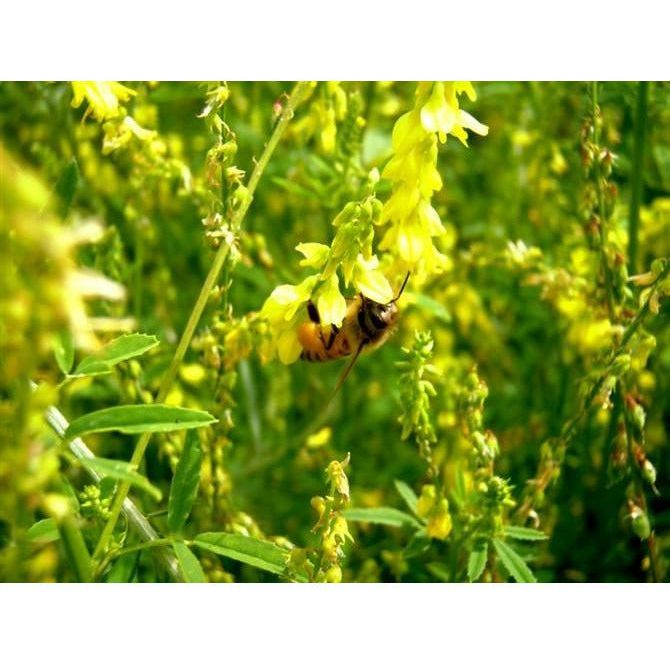 Yellow Sweet Blossom Clover Seed - Seed World