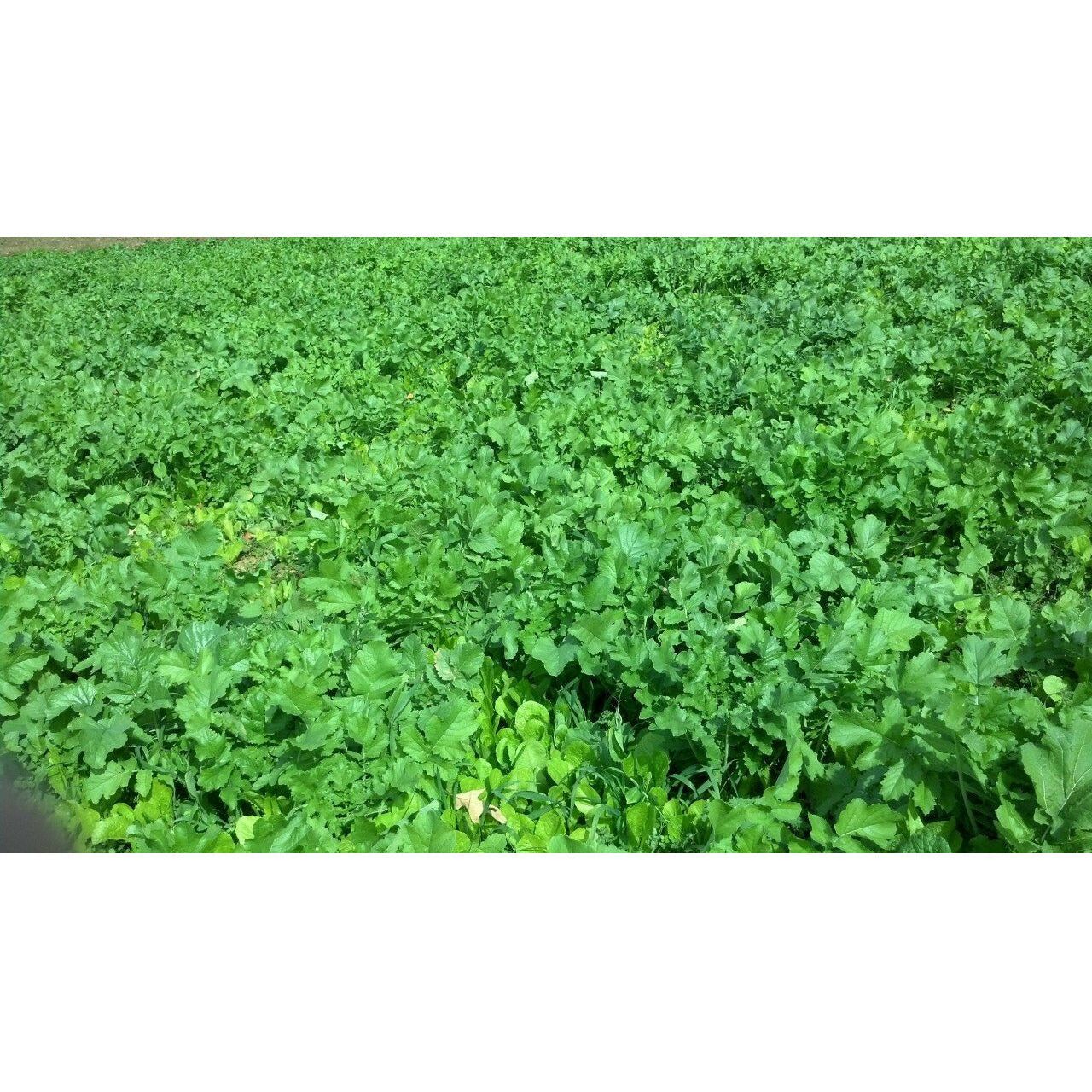 Winter Peas Plus - Food Plot Seed- 11 Lbs. - Seed World