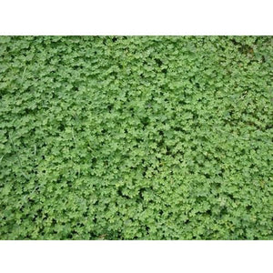 Micro Clover Seed