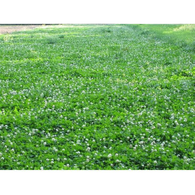 planting clover seed Durana White Clover Seed– Seed World
