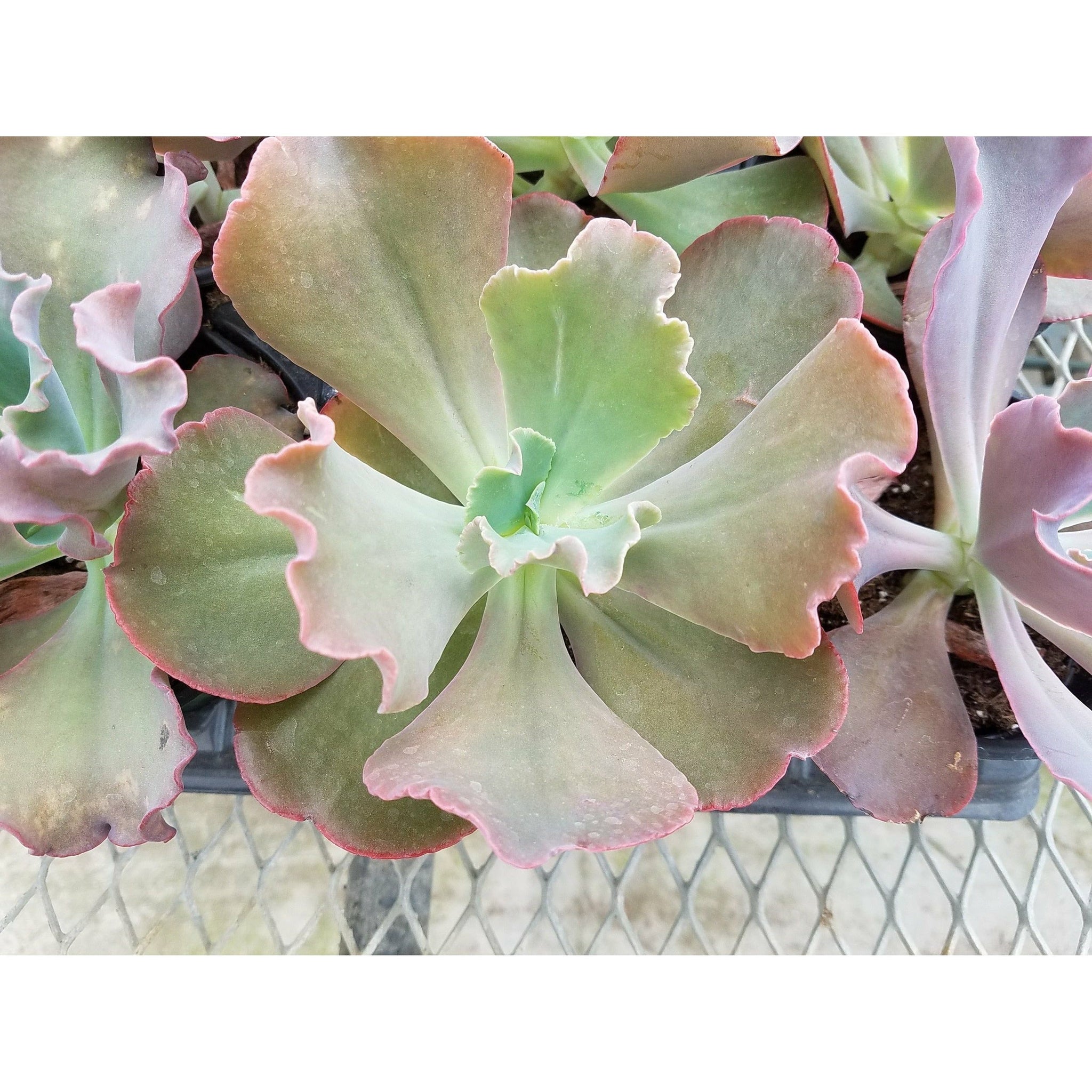 succulent plants of the world Assorted Succulent Plants