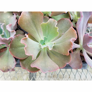 Echeveria Gibbiflora Succulent Plant - 4" - Seed World