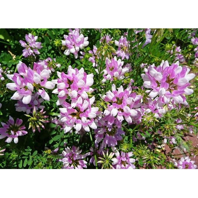 crown flower seeds Crown Vetch Seed