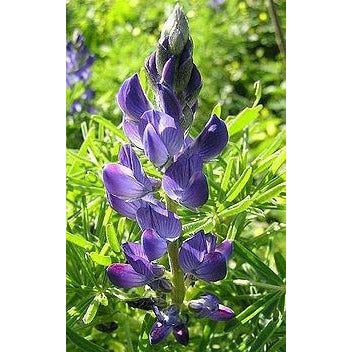 Blue Lupine Seed - 1 Lb. - Seed World