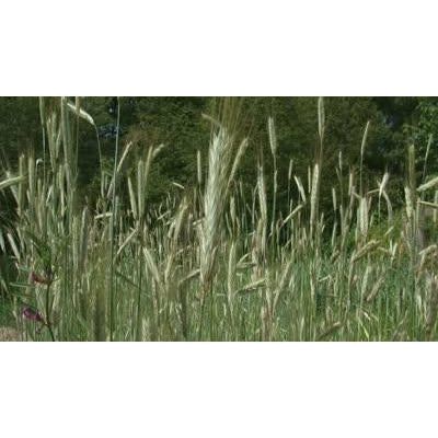 Triticale Seed (Tri 324) - 1 Lb. - Seed World